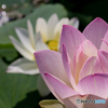 蓮1