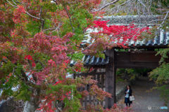 紅葉