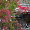 紅葉