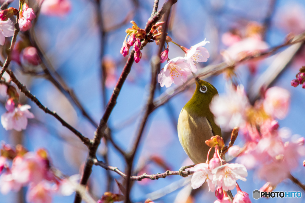 メジロの花見