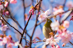 メジロの花見