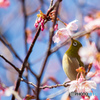 メジロの花見