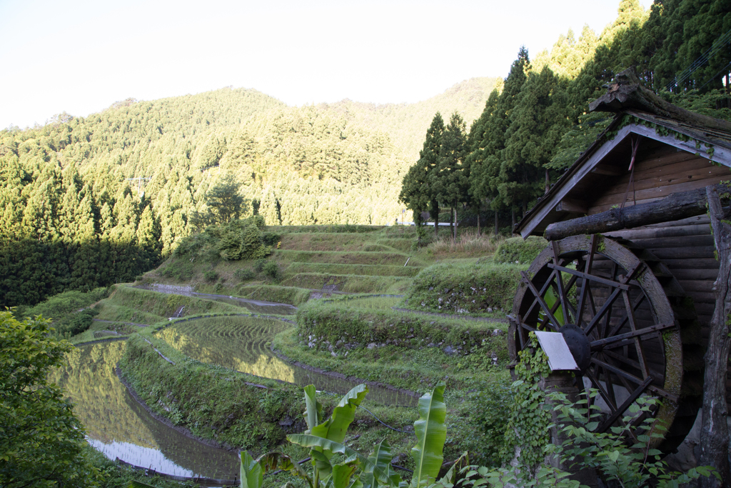 早朝の棚田