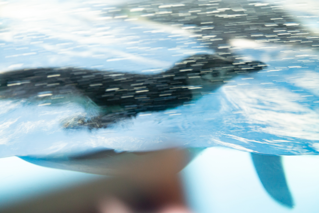 ペンギン流し