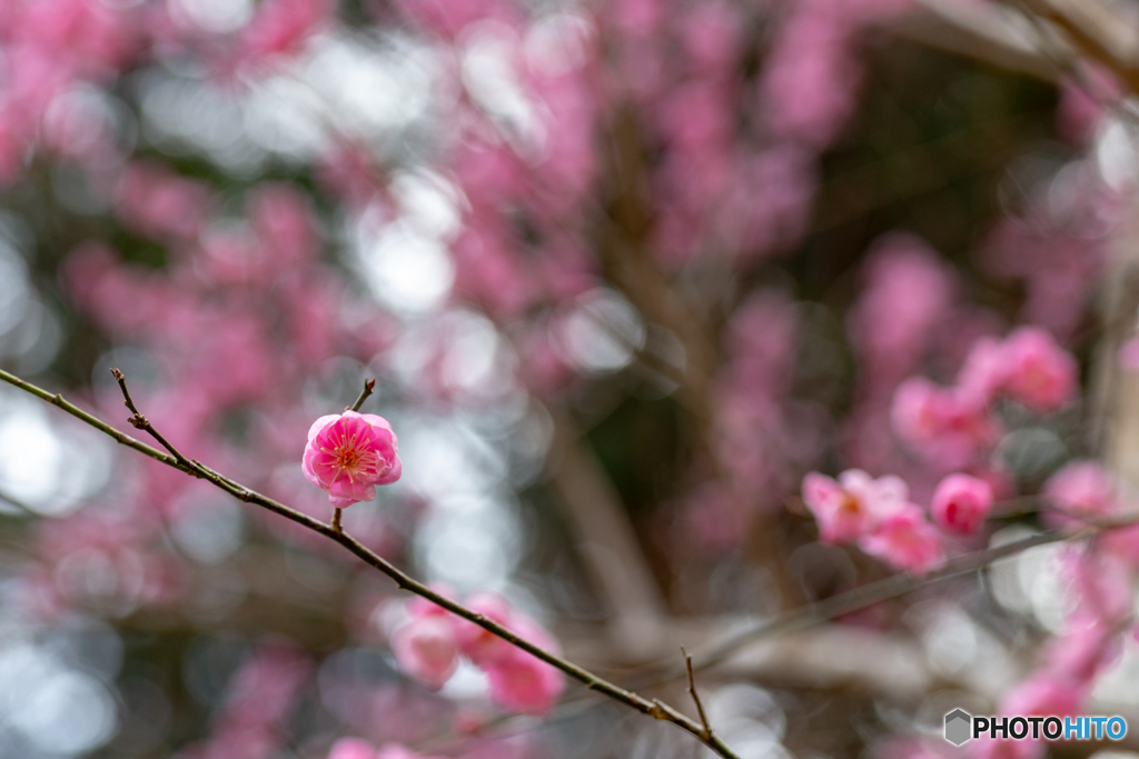 PINK　UME