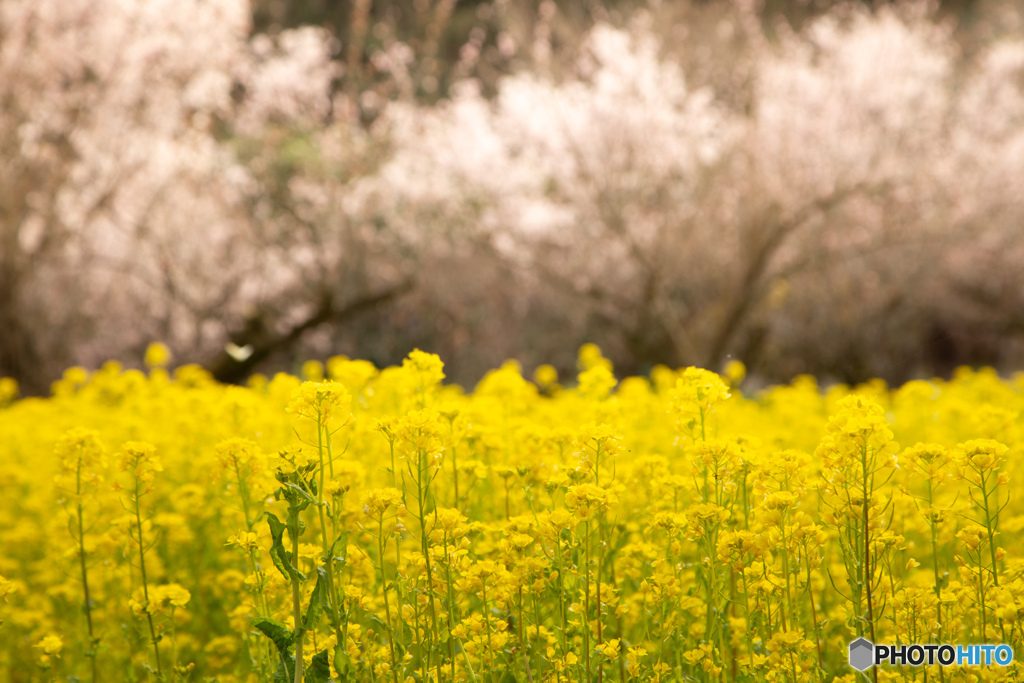 菜の花とさくら