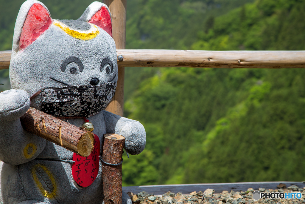 新緑の案内猫