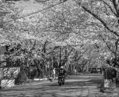 バイクで花見