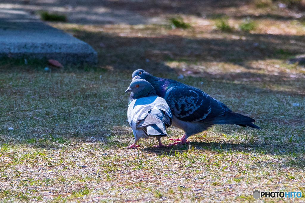 仲良し