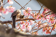 アクロバットの練習