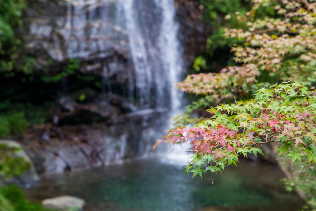 小さな紅葉