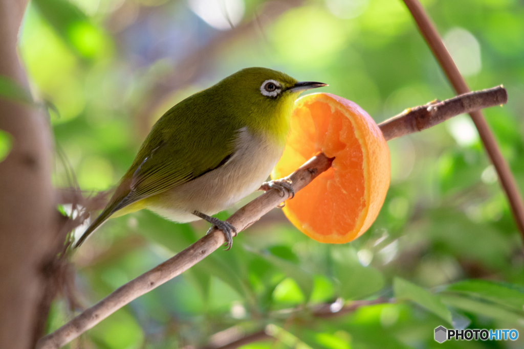 野鳥観察