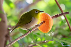 野鳥観察