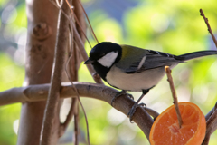 野鳥観察