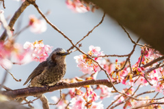 ＳＡＫＵＨＩＹＯ