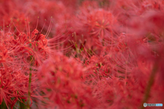ＲＥＤ　