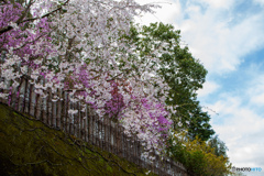 ＷＨＩＴＥ　ＰＩＮＫ　ＢＬＵＥ