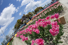 チューリップ畑