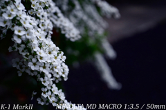 MINOLTA MD MACRO 1:3.5 / 50mm
