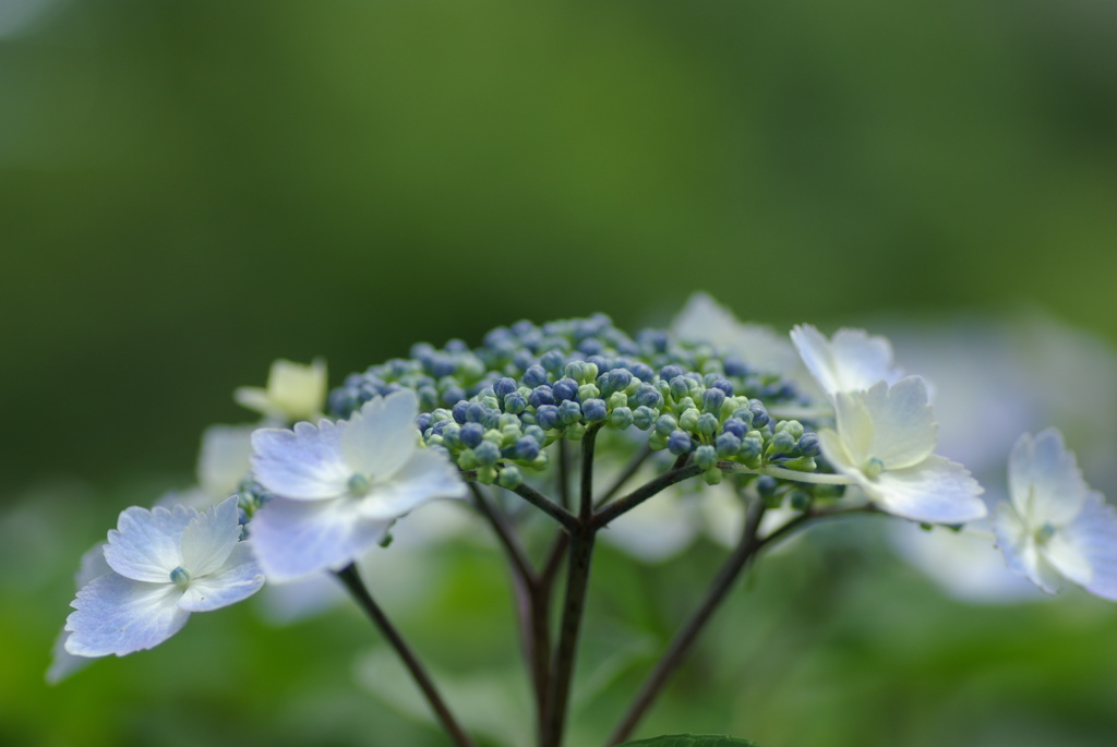額紫陽花
