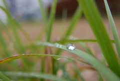 雨上がりの公園