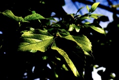 自然光で遊ぶ！