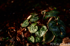 Carl Zeiss Jena TESSAR 1:2.8 / 50mm