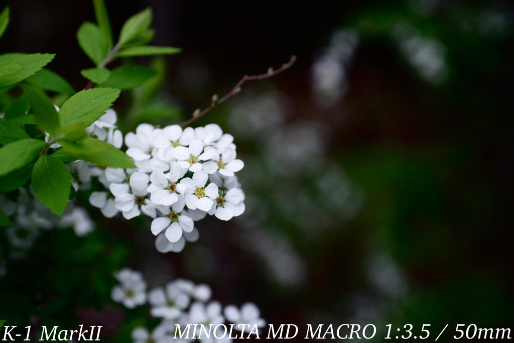 MINOLTA MD MACRO 1:3.5 / 50mm