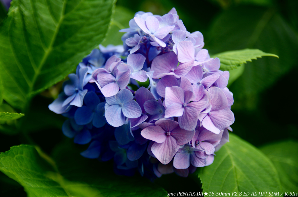 紫陽花
