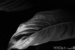 MINOLTA macro50/3.5