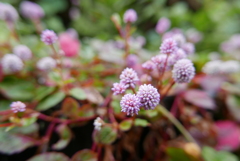 雨上がりの公園