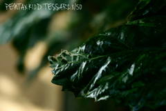 TESSAR2.8/50