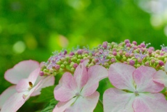 紫陽花祭り
