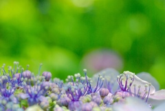 紫陽花祭り