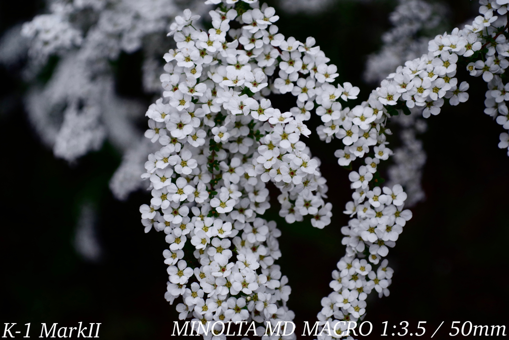 MINOLTA MD MACRO 1:3.5 / 50mm