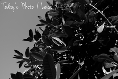 帰り道スナップ