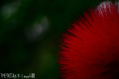 MINOLTA macro50/3.5