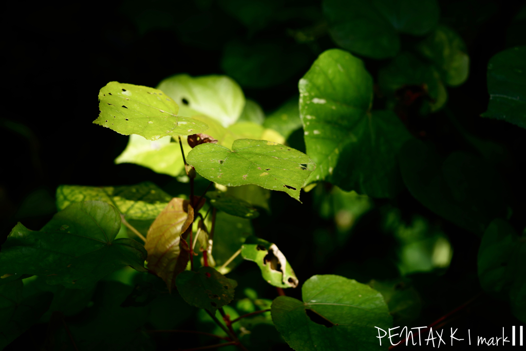 Carl Zeiss Jena TESSAR 1:2.8 / 50mm