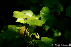 Carl Zeiss Jena TESSAR 1:2.8 / 50mm