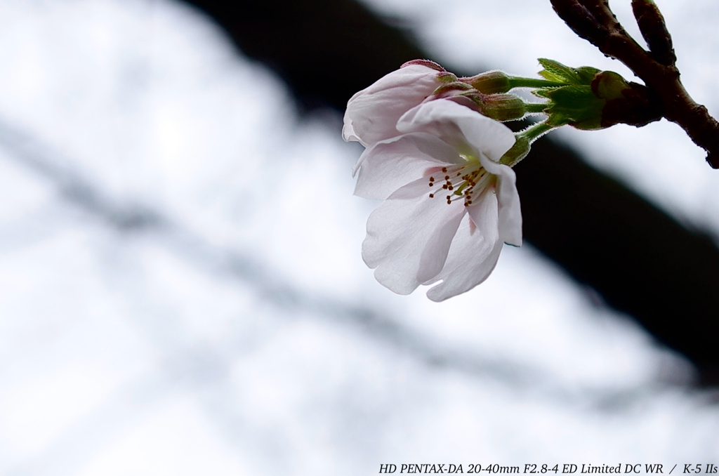 SAKURA