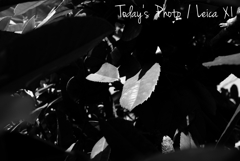 帰り道スナップ