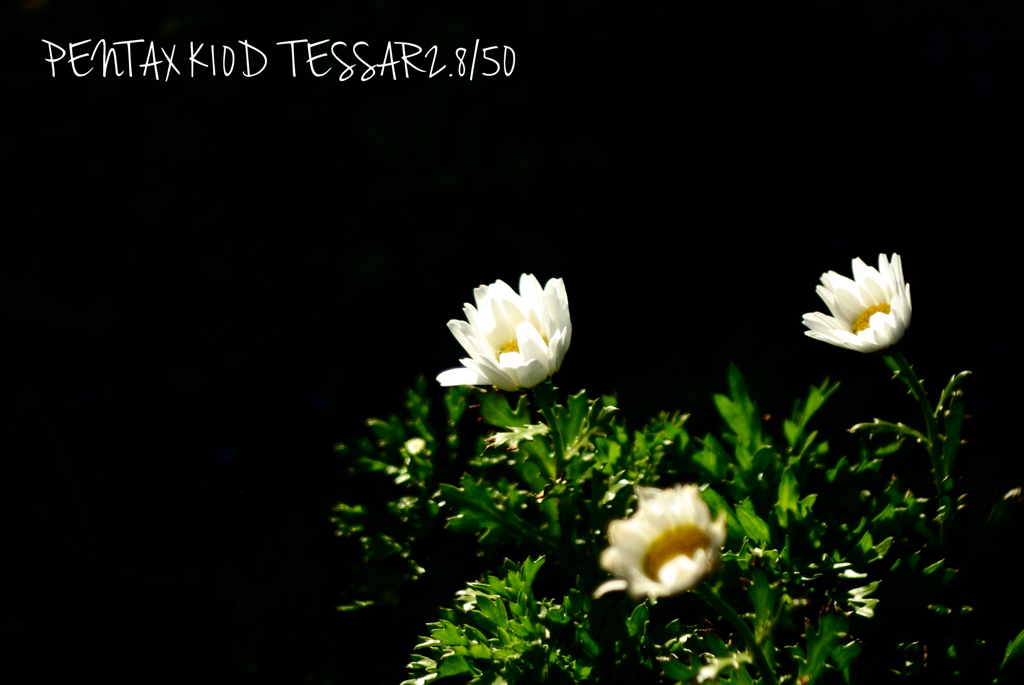 TESSAR2.8/50