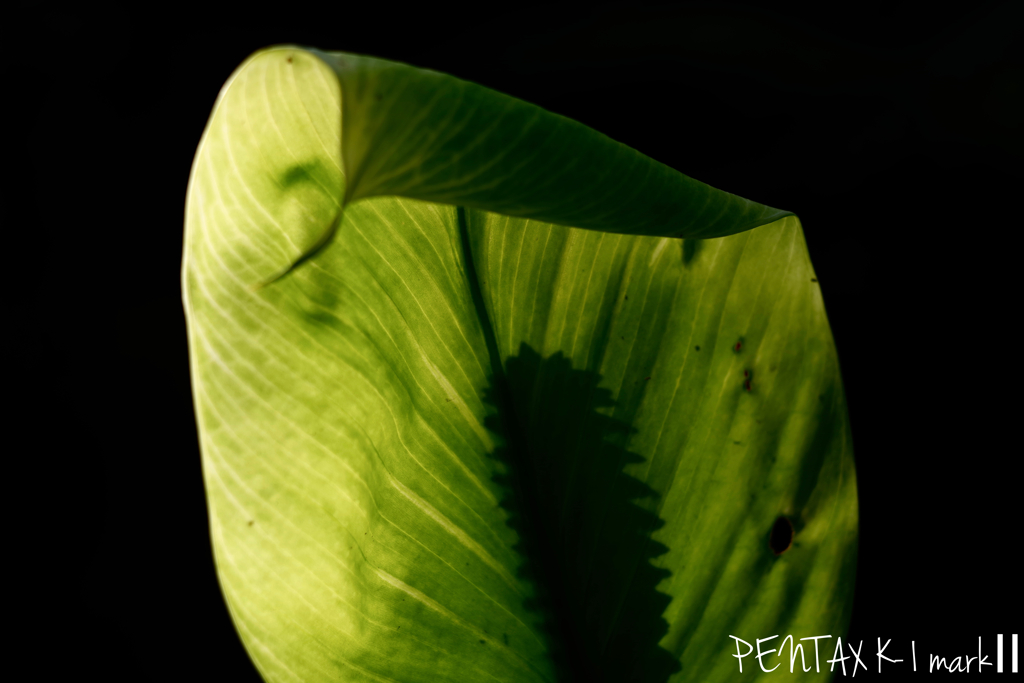 Carl Zeiss Jena TESSAR 1:2.8 / 50mm