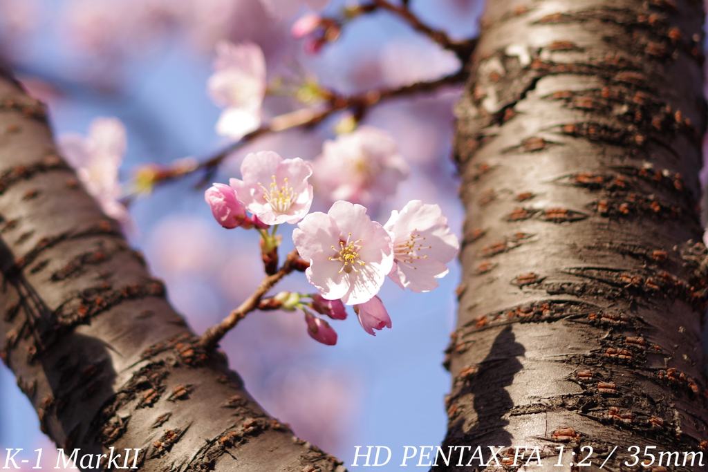 安行桜