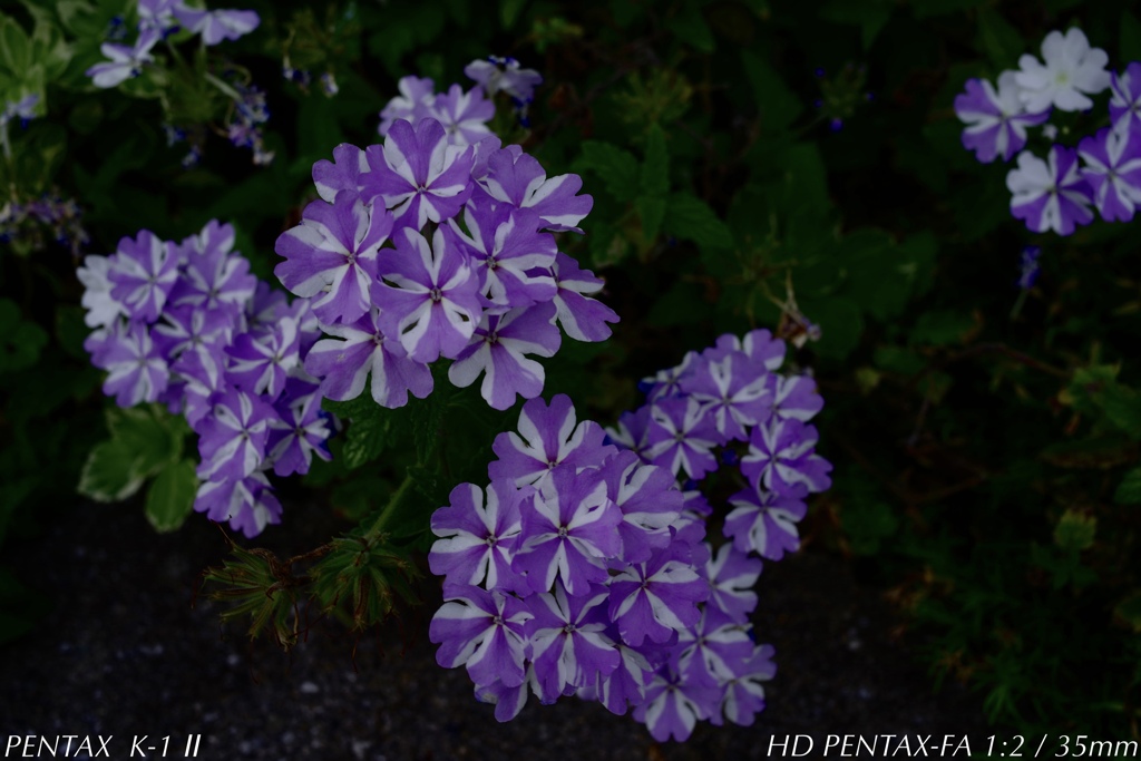 purple