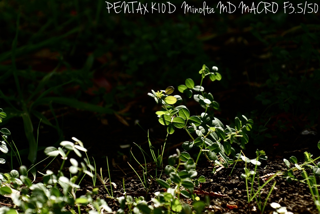 MINOLTA MD MACRO F3.5/50