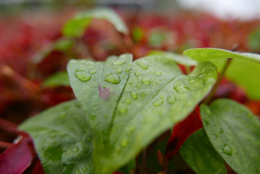 雨上がりの公園