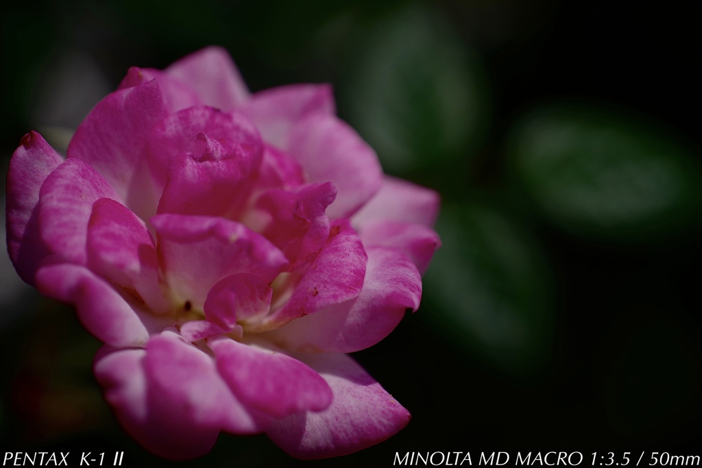 こんな所に咲いていた…