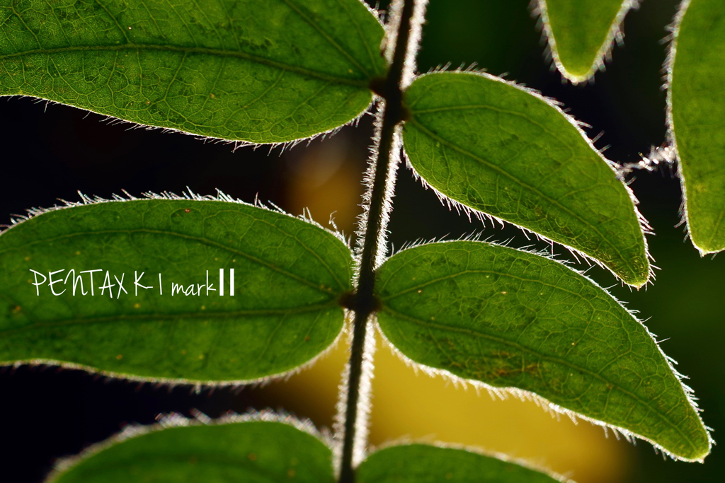 MINOLTA MD macro