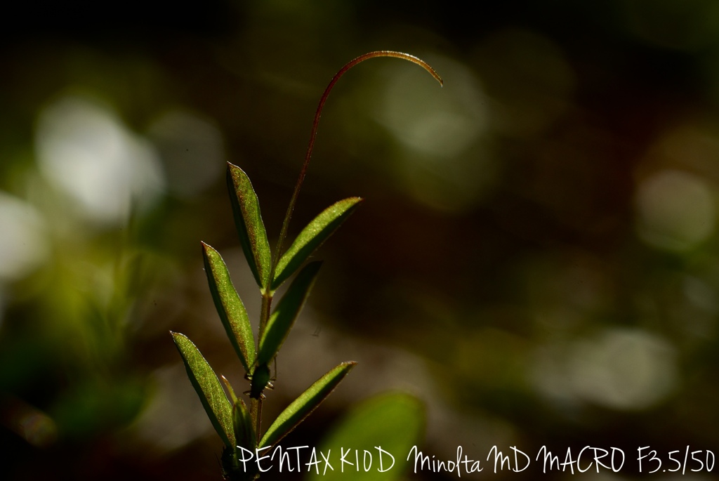 MINOLTA MD MACRO F3.5/50
